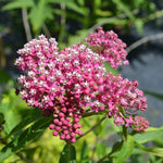 2 Butterfly Milkweed Plants Live, Asclepias Tuberosa Tropical Milkweed Flowers for Butterfly Garden, 4-9" Tall Perennials, No Pot Included (Pink Milkweed)