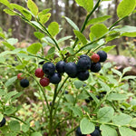 Black Huckleberry Fruit Tree 4-6 Inches in 4 Inch Pot, Live Berry Bush for Patio Pots, Garden Borders and Outdoor Growing