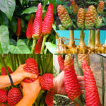 5 Shampoo Ginger Plant Rhizomes, 5 Count Zingiber Zerumbet Awapuhi Wild Pinecone Bitter Red Ginger, Hardy