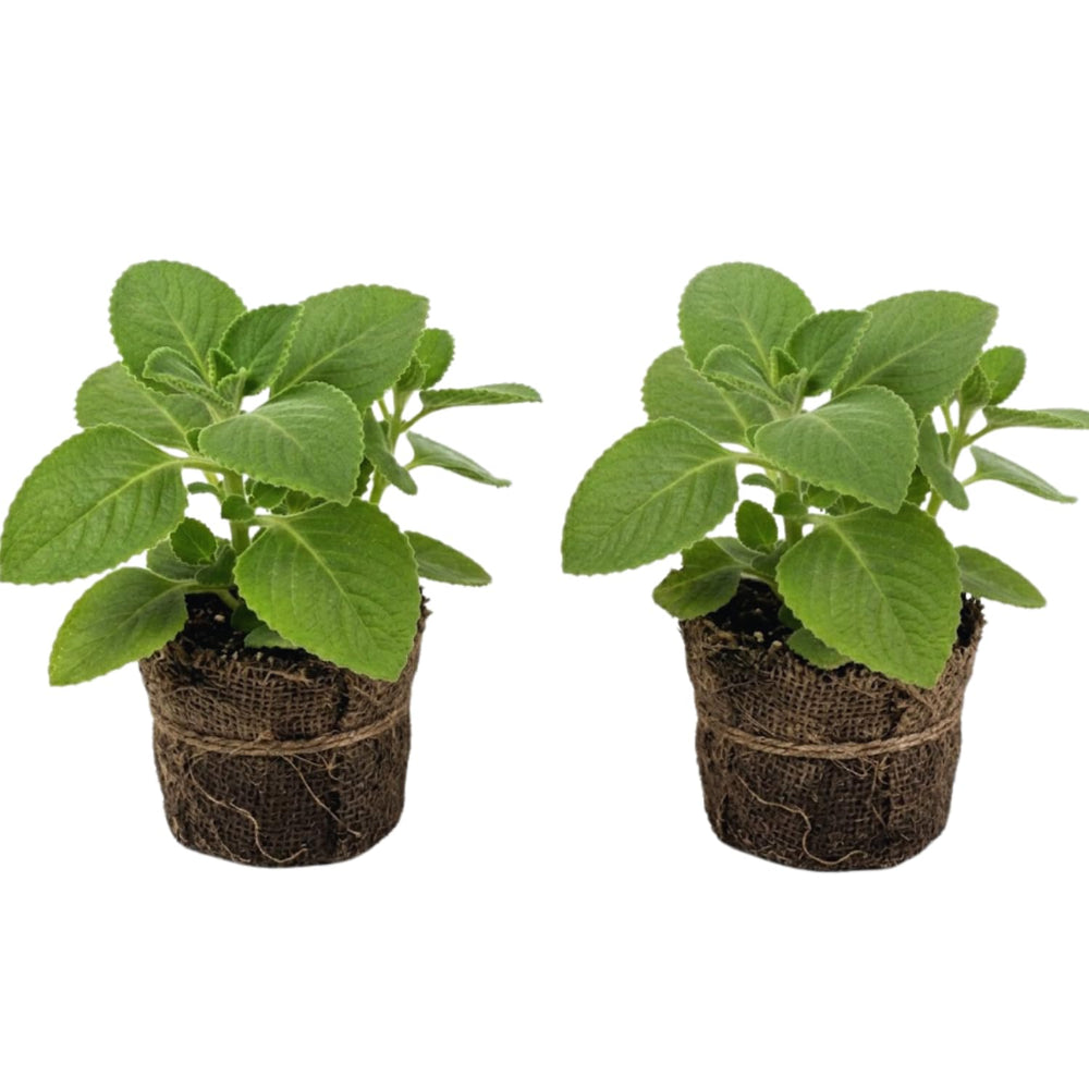 2 Cuban Oregano Plants Live, Mexican Mint Spanish Thyme Rooted, Cuban Oregano Live Plant, Vegetable Plants, 5-7'' Tall