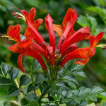 2 Red Cape Honeysuckle Plants Live for Planting, Fragrant, Easy to Grow, Perfect for Landscaping, No Pot, Ideal for Trellises Fences, Climbing or Bush, Rooted Cutting 8-12", Dormant No Leaf