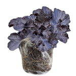 2-Pack Live Heuchera Coral Bells Plants, Deep Purple to Pink or Reddish-Brown Leaves, Vibrant Indoor Outdoor Planting
