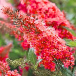 Butterfly Bush Plant Live, Perennial Buddleia Bushes Ready to Grow Outdoor 4-8 Inches (Red Buddleia)