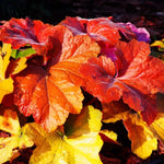 2-Pack Live Heuchera Coral Bells Plants, Bright Orange to Red Leaves, Vibrant Indoor Outdoor Planting