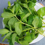 3 Mojito Mint Plants, Live Mint Plants, 3-5'' Tall, Herb for Outdoor and Indoor Planting