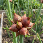 Set of 10 Walking Onion Bulbs, Egyptian Walking Onions Bulbs for Planting
