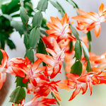 Christmas Cactus Plants Live, Flowering Thanksgiving Cactus with Vibrant Blooms, 4-7'' Tall, Easy-Care Indoor Houseplant (Orange Blooms)