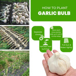 1 Pound Garlic for Planting in Spring Softnec Hardneck, 5-6 Music Garlic Bulbs for Planting, Fresh and High Yield Bulb Variety Pack, Hardy and Fast Growing