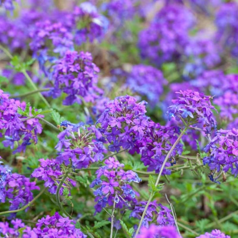 Pack 2 Purple Perennial Verbena Plants, Purple Verbena Live Plants, Verbena Flower Trailing Plants Live for Planting, Purple Verbena Plants in Zones 7 to 11
