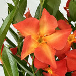Dipladenia Live Plant, Tropical Flowering Vine Trailing Plants, 4 to 9 Inch Tall