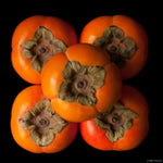 American Persimmon Trees Live Plants, High Yield Variety in Quart Pot Seedlings, 6 to 14 Inc Tall, Cold Hardy