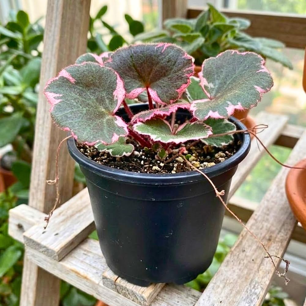 Strawberry Begonia Plant Live, Saxifraga Tricolor Plant, Begonia Live Plant, Variegated Foliage Perennial, 3.25 Inches Pot for Growing