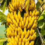 Banana Plant Live, Grand Nain Banana Tree Live Plant, Hardy Banana Fruit Seedling 4 to 8 Inch Tall, Indoor Outdoor