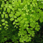 5 Maidenhair Fern Roots for Planting, Fern Live Plants for Gardening 4 to 6 Inc Tall