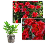 Red Azalea Plants Live Tree for Outdoor Growing, 9 Months Old Starter Size, Azaleas Rhododendron Flower Vibrant Color Spring Planting