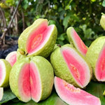 Pink Guava Tree Live Plant, 10-14 Inch Tall, Sweet Tropical Guava Fruit Tree for Outdoor Planting, No Pot, Well-Rooted