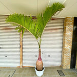 Live Palm Tree Plant in 3 Gallon Pot, No CA, Large Fully Rooted Size, Ready to Plant for Home Décor Indoor Outdoor Landscape, Rare Palm Trees, Bottle Palm