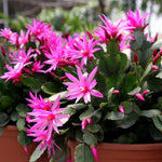 Easter Cactus Live Plant, Vibrant Blooming Cactus for Indoor Outdoor Gardens, 4-8'' Tall, No Pot (Pink Blooms)