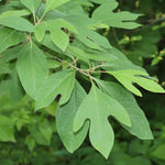 Sassafras Tree, Dormant Hardy Shrub, 1-2 Ft Tall