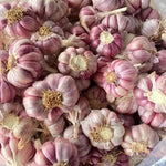 1 Pound Garlic for Planting in Spring Softneck, 5-6 Large Garlic Bulbs for Planting, Fresh and High Yield Bulb Variety Pack, Hardy and Fast Growing