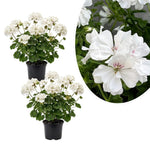 2 Geranium Plants Live, Vibrant Blooms, Hardy Perennial Geranium Flowers 4-8 Inches, Indoor Outdoor Planting (White)