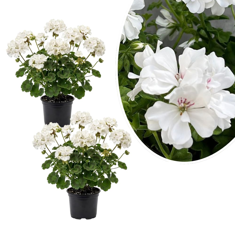 2 Geranium Plants Live, Vibrant Blooms, Hardy Perennial Geranium Flowers 4-8 Inches, Indoor Outdoor Planting (White)