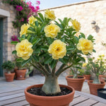 02 Double Yellow Desert Rose Live Plants, Starter Adenium 3-6 Inches Tall, No Pot, No Flower, Tropical Flowering Succulent Plants for Indoor Outdoor Growing