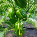 Set 2 Pepper Plants Live for Planting, Pepper Plant, 4-6 Inc Tall, Live Vegetable Plants for Indoor Outdoor Growing (Variegated Chocolate Cherry Peppers)