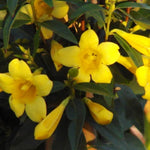 3 Yellow Carolina Jasmine Plants Live, 5 to 7 inches Long, Yellow Starter Climbing Jasmine Vines Plant Bare Root Flowers for Hedges Planting