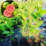 Pink Guava Tree Live Plant, 5-9 Inch Tall, Sweet Tropical Guava Fruit Tree for Outdoor Planting, No Pot, Well-Rooted