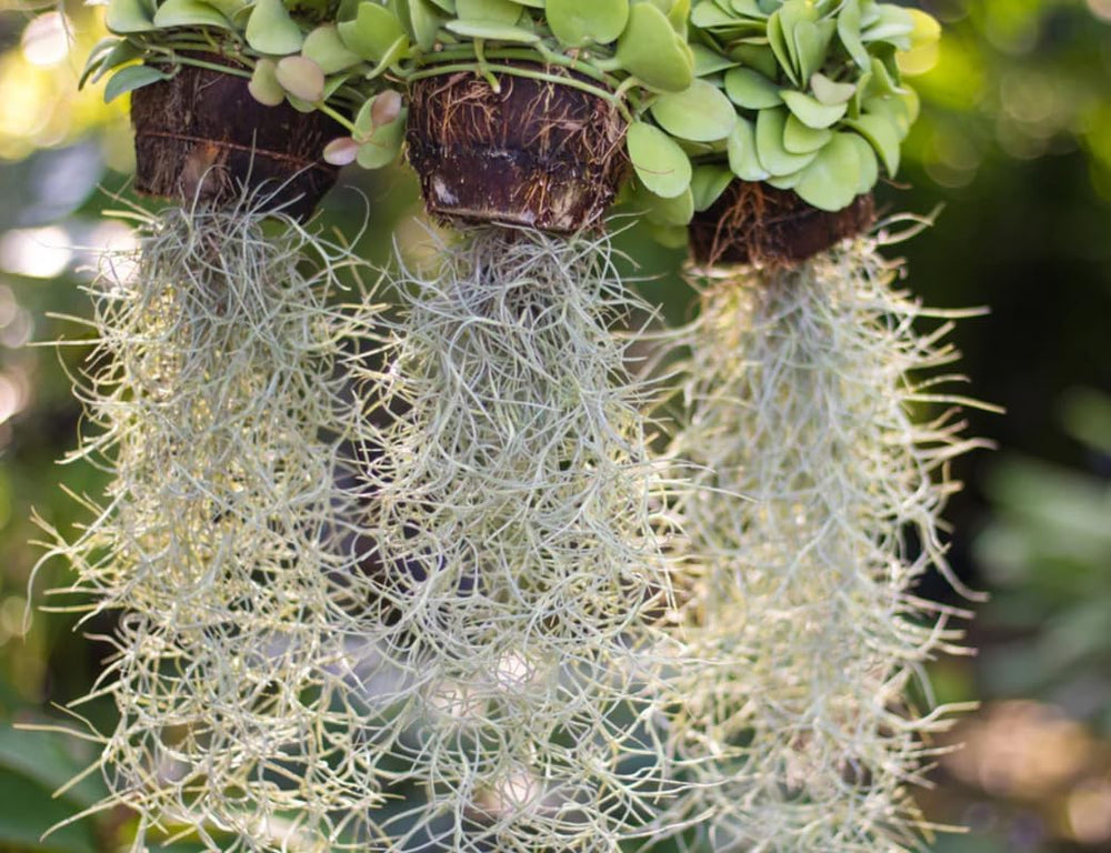 Spanish Moss Air Plant Live Tillandsia Houseplant Indoor Outdoor Planting Clump 10-12 Inch Long