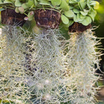 Fresh Spanish Moss Live Air Plant Tillandsia Decorative Garden Craft Basket, 2 Clumps 10-12" Long