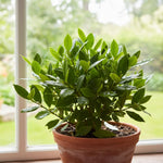 Bay Leaf Plant, Bay Leaf Tree Plant, Well Rooted, Bay Laurel Plant, Laurus Nobilis Live Plant, 3-5 Inc Tall, Fragrant Herb for Indoor Outdoor Planting
