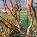 Set 2 Willow Plants Live Bare Root 1-2 Feet Tall, Dormant Willow Live Plants for Outdoor Garden Landscaping (Rare Willow)