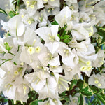 Bougainvillea Tree Live Plant, 5 to 9 Inches Tall, Outdoor Landscaping Trailing Flowering Vines for Trellis, Spring Garden (White)