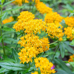 Pack 2 Milkweed Live Plants, Butterfly Milkweed Shrub, Asclepias Tuberosa Plants 4-8 Inches