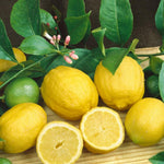 Live Meyer Lemon Tree Plant, Fragrant Citrus Tree, 2-4 Inches Tall in 4 Inch Pot for Growing