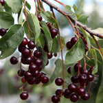 Chokecherry Tree Live Plant in 5 Inch Pot, Fruit Tree for Backyard Garden and Patio Containers Growing, 4-8 Inches Tall