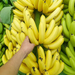 Banana Plant Live, Sweetheart Banana Tree Live Plant, Hardy Banana Fruit Seedling 4 to 8 Inch Tall, Indoor Outdoor