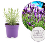 French Lavender Plant Live, Live Lavender Plants for Outside, Purple Blooms, Cold Hardy Herb for Indoor Outdoor Planting, 4 to 7 Inches Tall