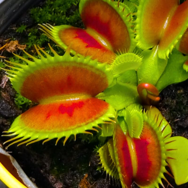 Pack 6 Green Venus Flytraps Plants Live, Starter Plants Fly Trap Dionaea Muscipula for Growing