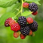 Pack 2 Thornless BlackBerry Plants Live to Grow 4 to 8 Inch Tall, BlackBerry Bush Live Plant, Sweet Blackberries Fruit Tree Indoor Outdoor (Chester BlackBerry)