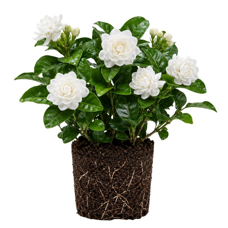 Duke Jasmine Plant Live 4-7 Inches Tall, Fragrant Flowering Vine for Garden, Patio Containers and Indoor Growing