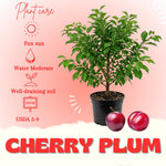Cherry Plum Tree Live Plant, Plum Fruit Tree Plant, 2-3 Ft Tall