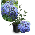 Light Blue Buddleia Butterfly Bush Plant Live, 5-9" in Tall, No Pot, Perennial Bushes Ready to Plant in Spring Outdoor Gardening, Dormant in Winter