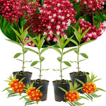 4 Deep Red Milkweed Plants Live, Butterfly Milkweed Asclepias Tuberosa, Tropical-Style Blooms for Outdoor Gardens, 4-9" Height, No Pot
