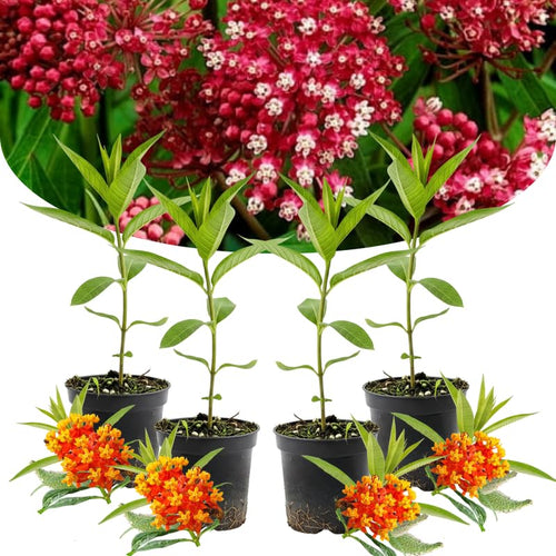 2 Butterfly Milkweed Plants Live, Asclepias Tuberosa Tropical Milkweed Flowers for Butterfly Garden, 4-9" Tall Perennials, No Pot Included (Deep Red Milkweed)