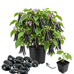 Live Black Bean Plant, Bean Bush Plants, 3-5 Inches Tall