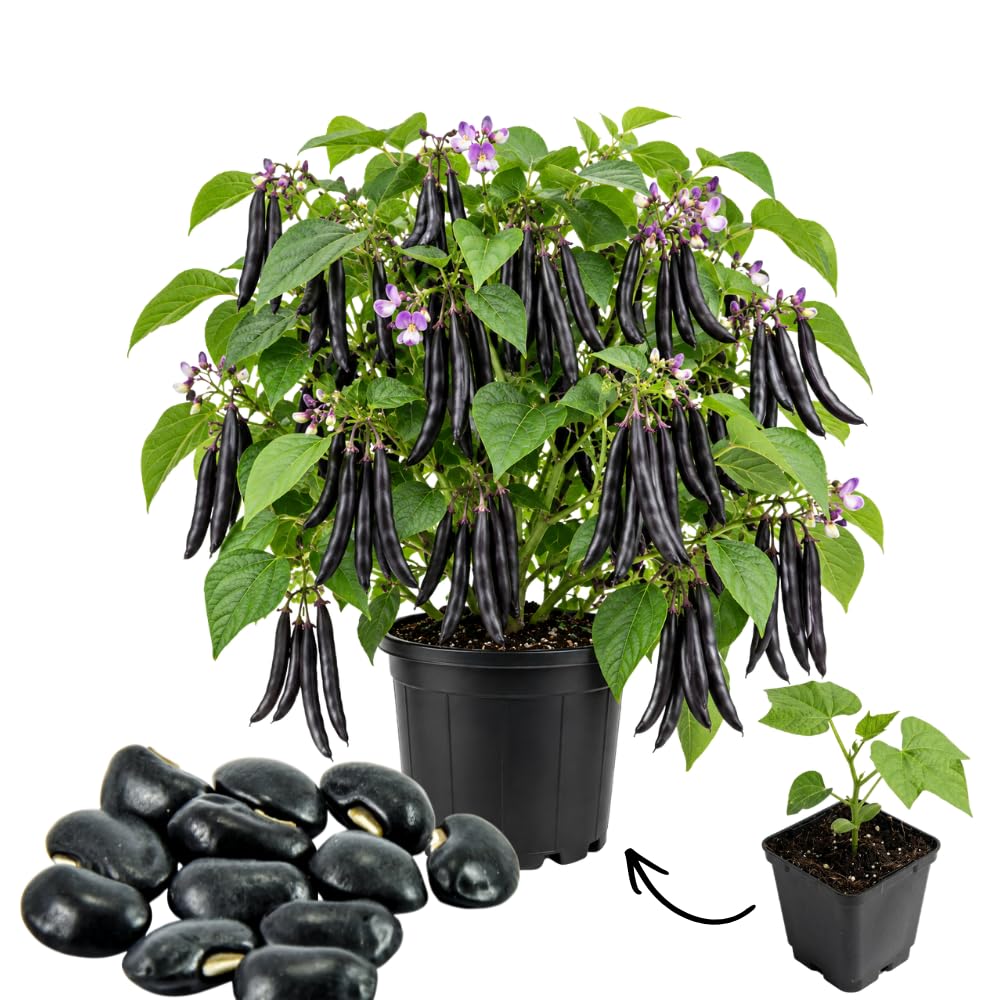Live Black Bean Plant, Bean Bush Plants, 3-5 Inches Tall