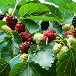 Mulberry Tree Live Plant 5 to 8 Inc Height, Sweet Mulberry Bush Live Plant, Mulberry Plant Live (Illinois Mulberry)